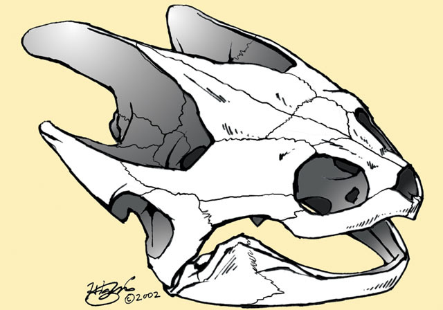 Vertebrata