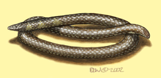 Uropeltis_phipsonii