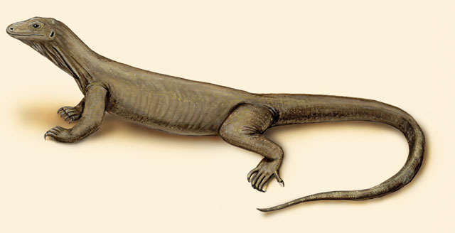 Vertebrata