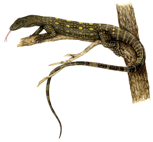 Varanus_salvadorii