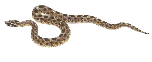 Bothrops_ammodytoides