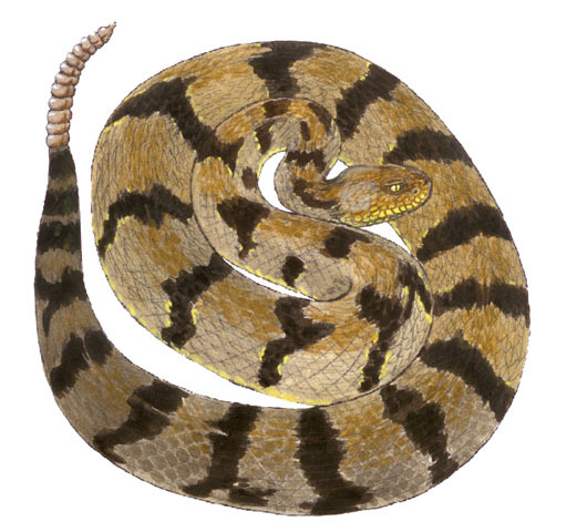 Crotalus horridus