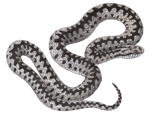 Vipera_berus