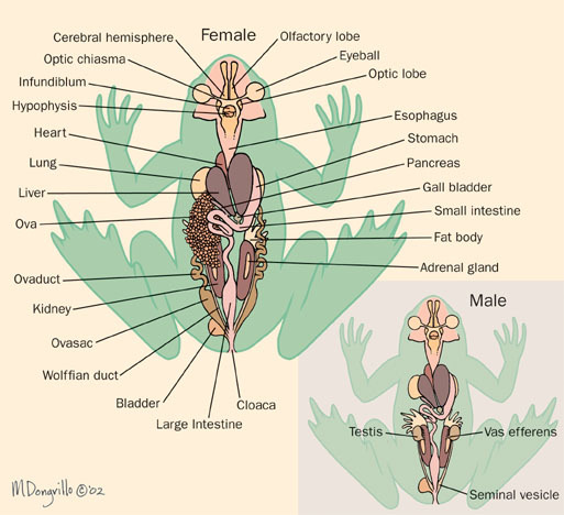 Craniata