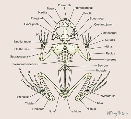 skeleton system of frog