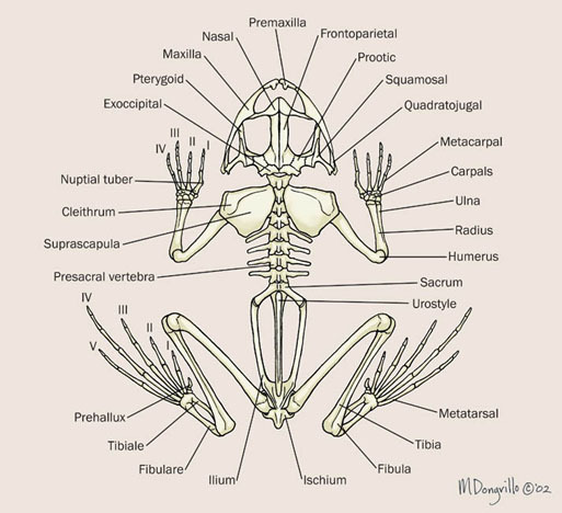 frog skeleton parts