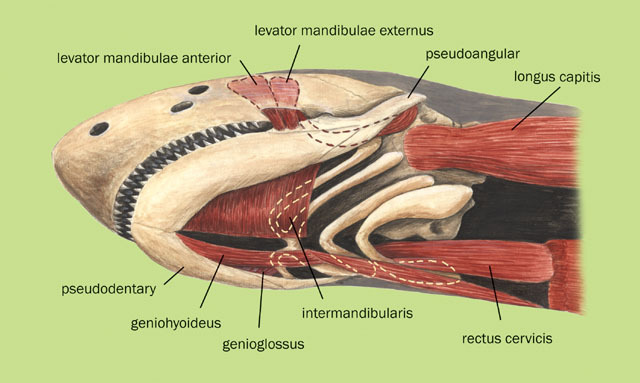 Vertebrata