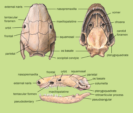 Gnathostomata