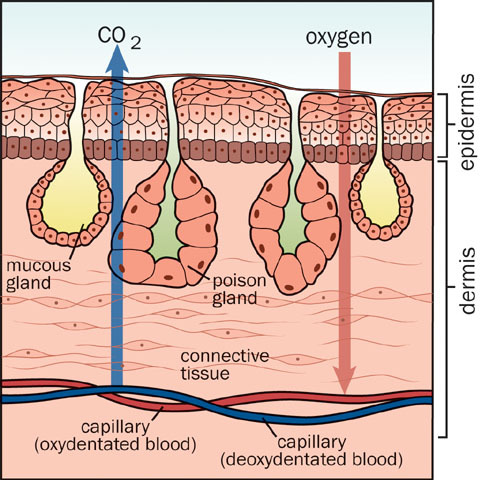 v06_id58_con_gasexch