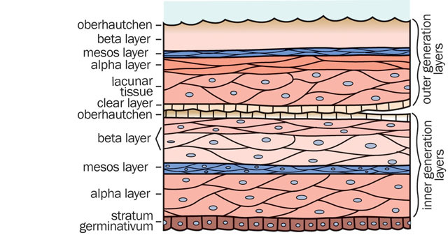 Craniata