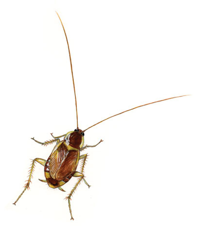 Supella longipalpa