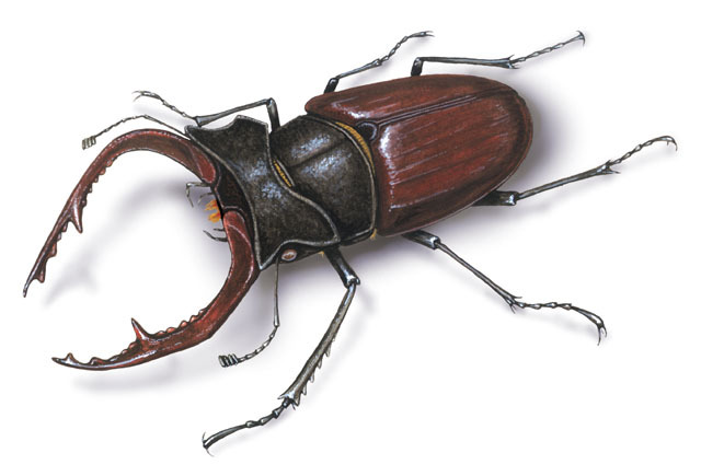 Scarabaeoidea