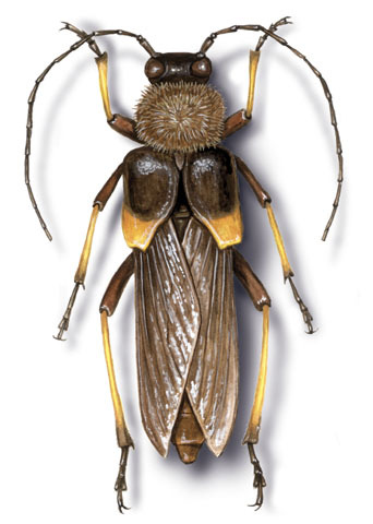 Coleoptera