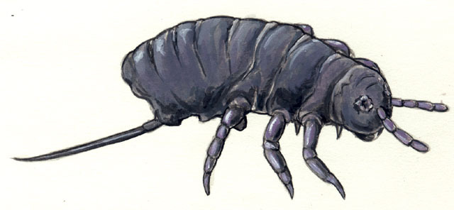 Entognatha