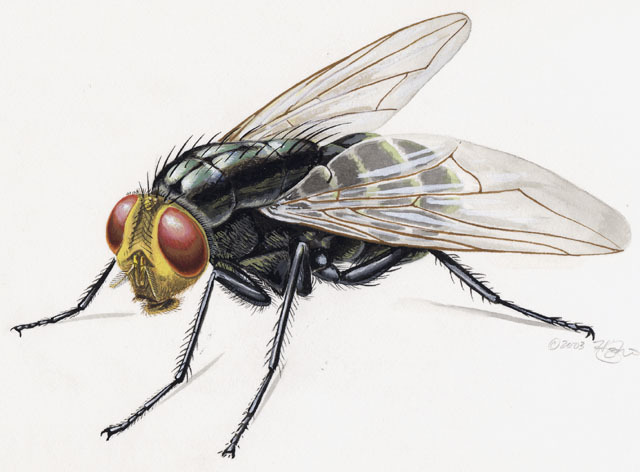 Diptera