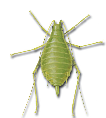 Hemiptera