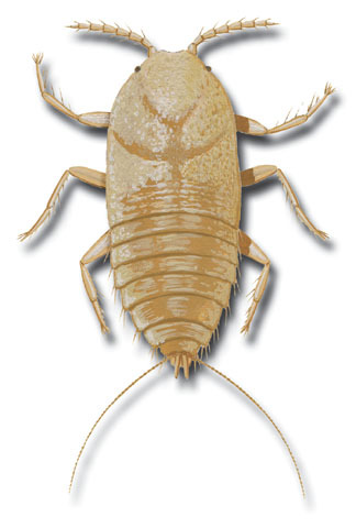 Eumetazoa