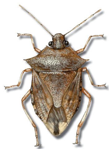 Podisus_maculiventris