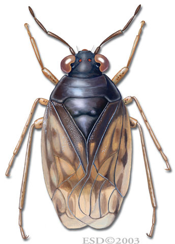 Saldula_coxalis