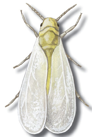 Aleyrodoidea