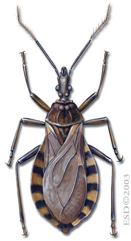 Insecta