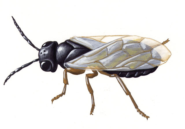 Insecta