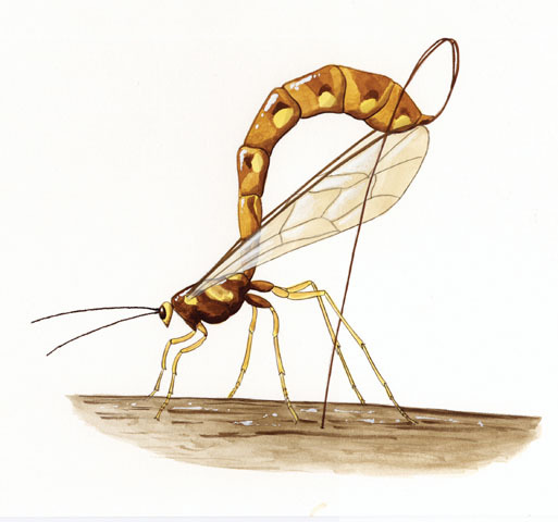 Ichneumonidae