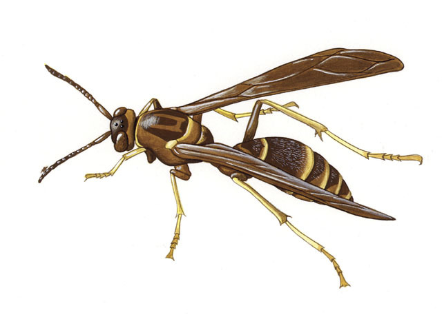 Polistes fuscatus