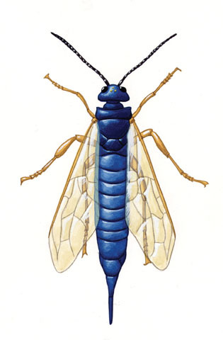 Siricidae