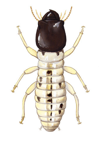 Kalotermitidae