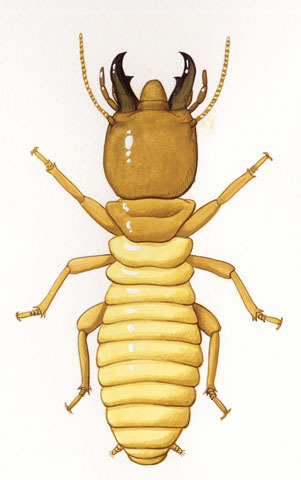 Mastotermitidae