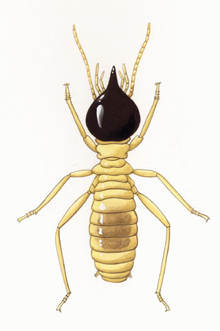 Isoptera