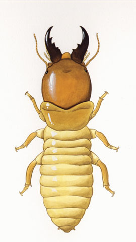 Pterotermes occidentis