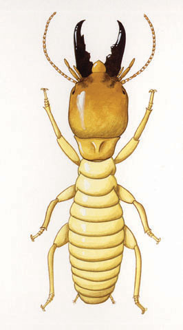 Zootermopsis_laticeps