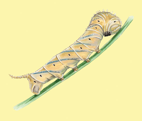 Acherontia_atropos_larva