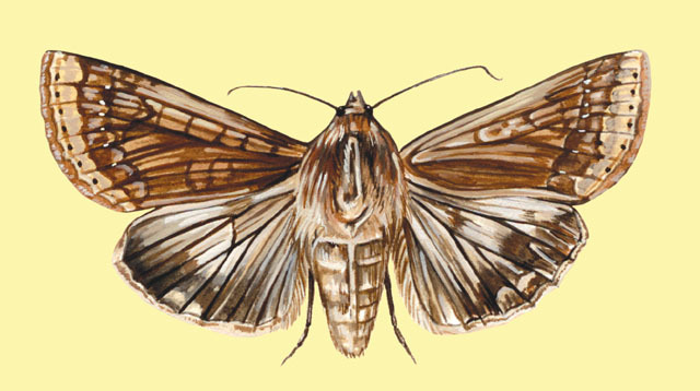 Noctuidae