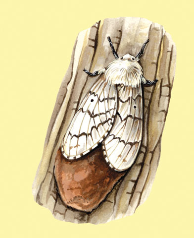 Lepidoptera