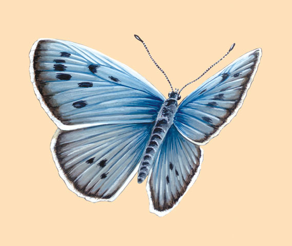 Lepidoptera