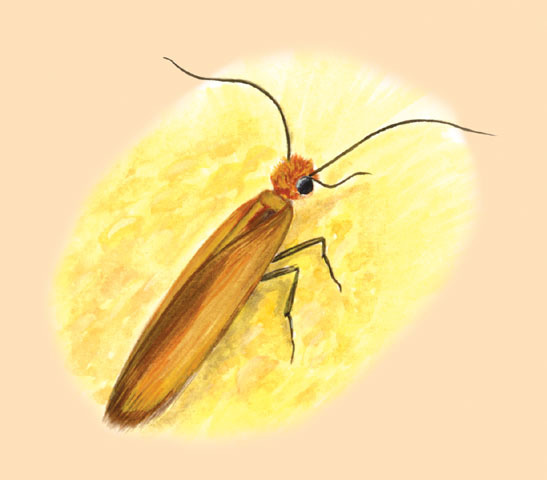 Insecta