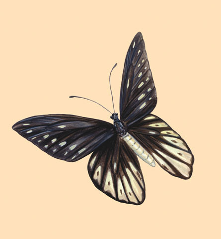 Papilionoidea