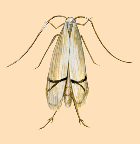 Gracillarioidea