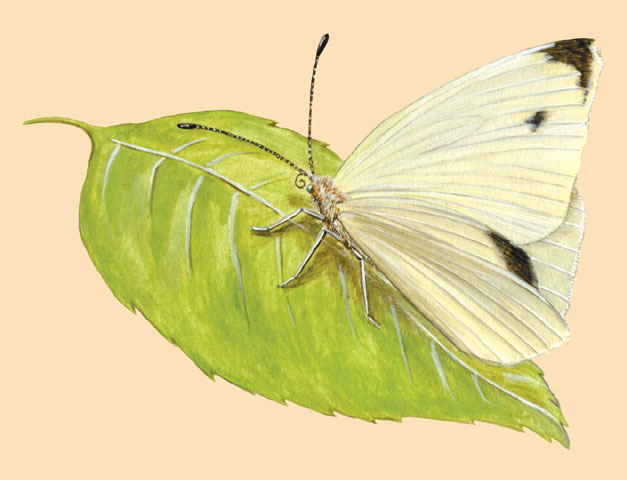 Lepidoptera