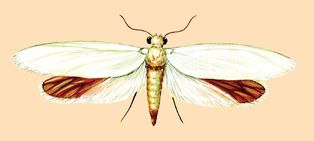 Tegeticula_yuccasella