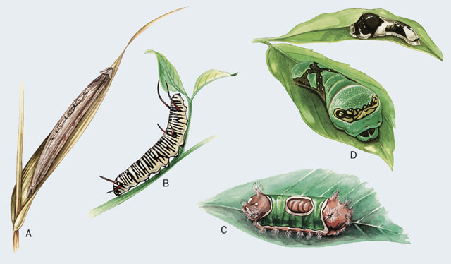 Ecdysozoa