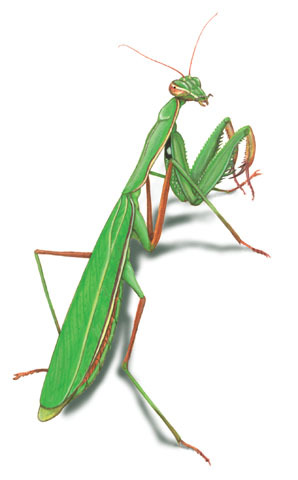 Mantis_religiosa