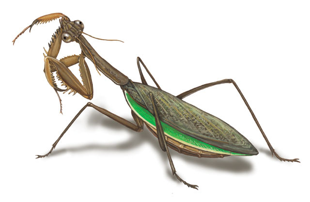 Mantidae