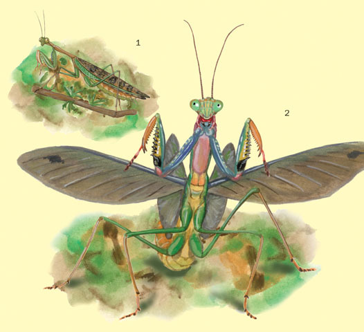 Insecta