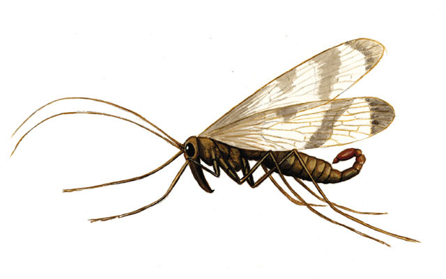 Panorpa_nuptialis