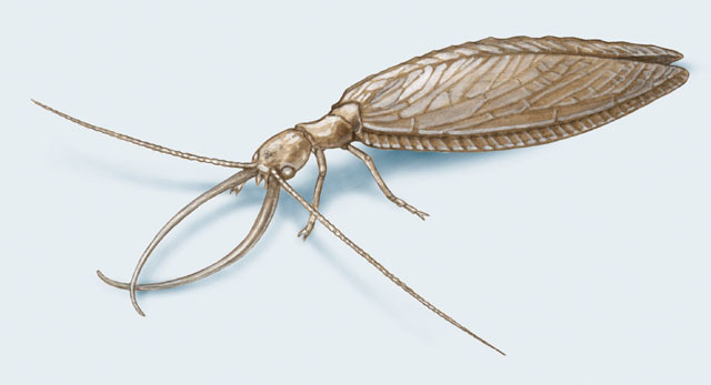 Corydalidae