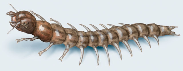 Corydalus_cornutus_larva